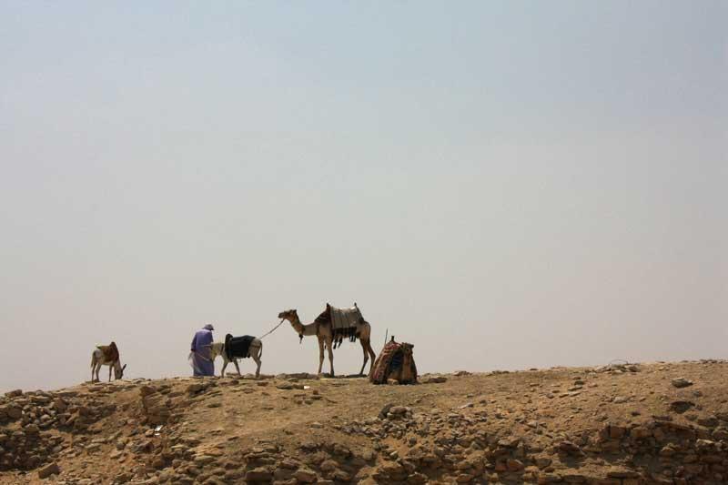 215-Sakkara,2 agosto 2009.jpg